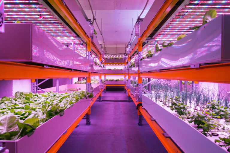 Cómo las granjas verticales se posiciona como una solución tecnológica para alimentar al mundo