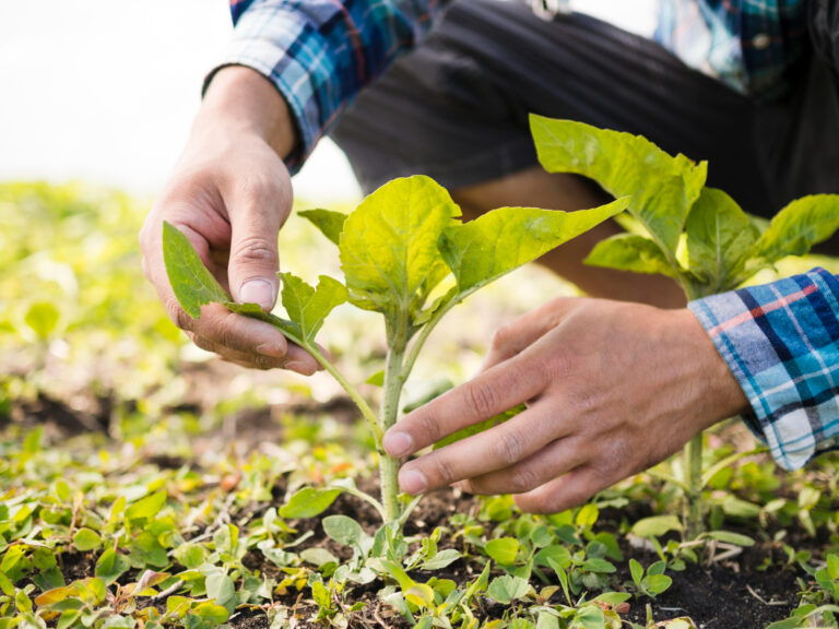 Las etapas de la agricultura de precisión