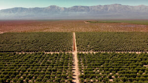 BIOFERT GTG de Agro Sustentable: clave para un pepino de alta calidad y rendimiento sostenible