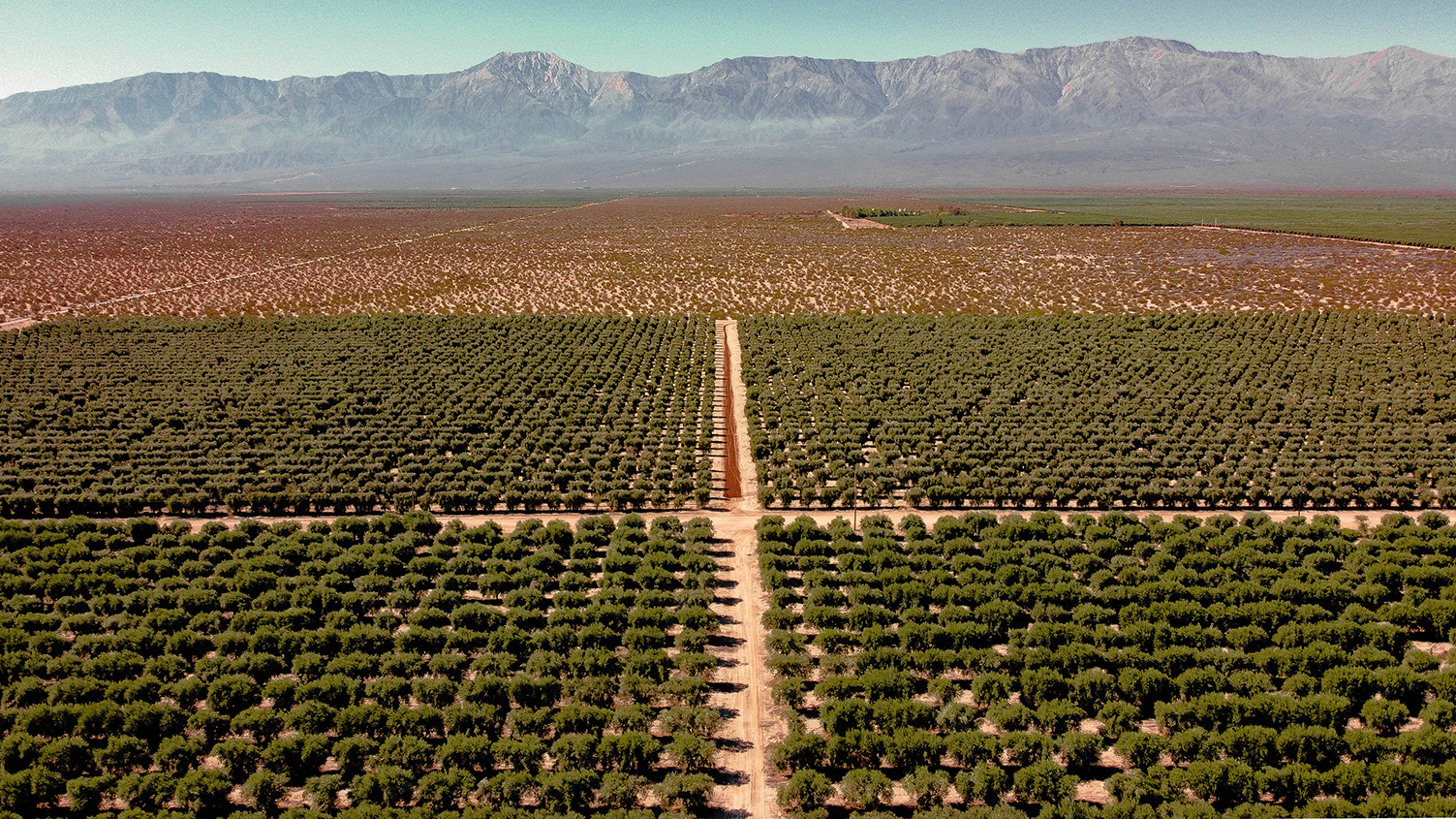 Vista aérea de un cultivo extensivo con diseño geométrico en un entorno semiárido, al pie de una cadena montañosa, ejemplo de agricultura organizada en Argentina.