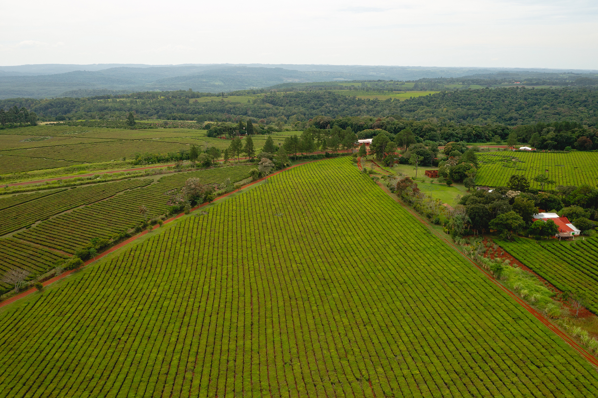 Vista aérea de un campo agrícola en Misiones con cultivos ordenados y caminos de tierra roja entre parcelas, rodeado de vegetación nativa.