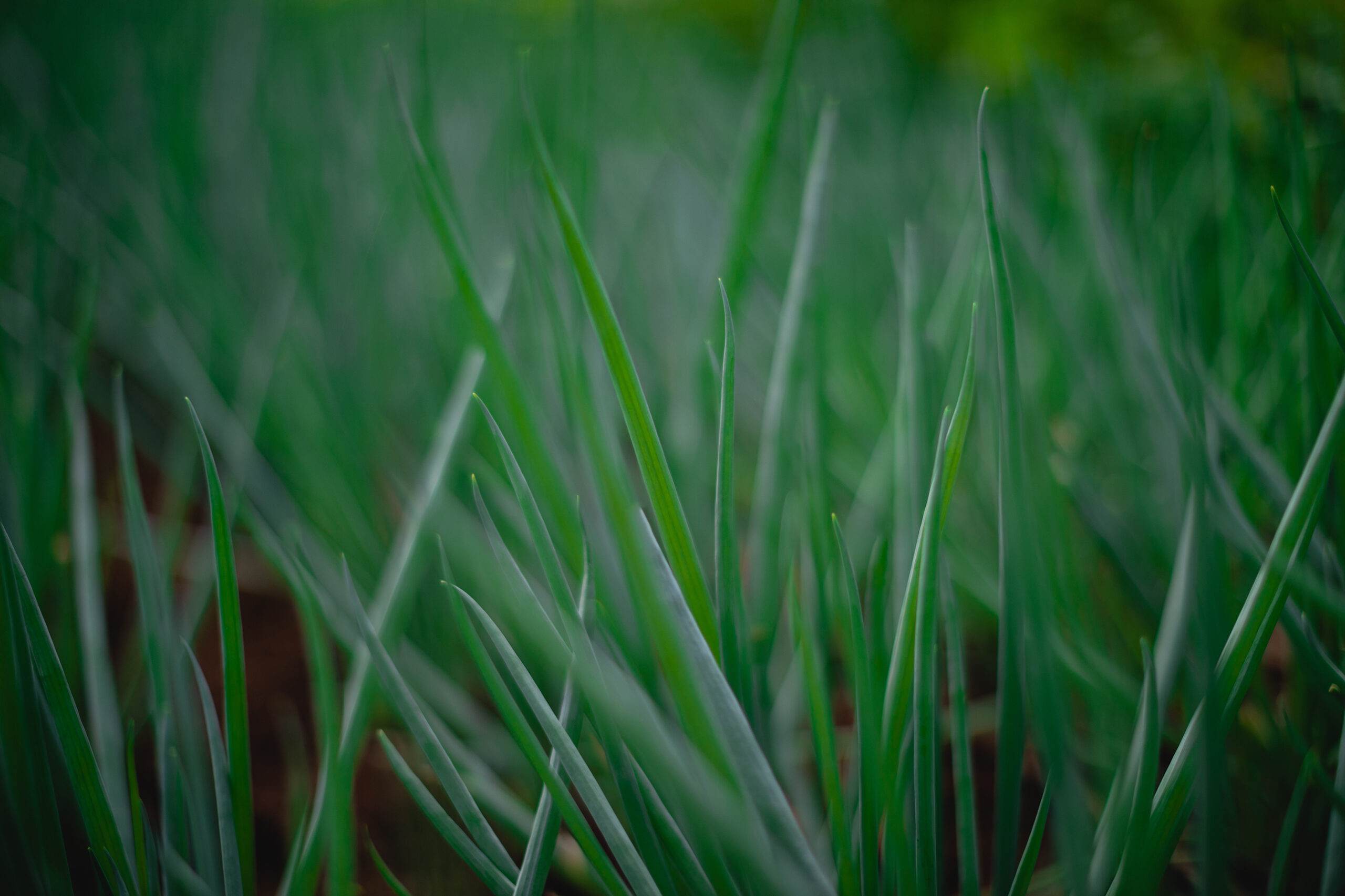 Plano cerrado de un cultivo verde en crecimiento, con hojas delgadas y alargadas, en un campo agrícola sustentable.