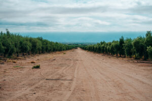 Agro Sustentable revoluciona el manejo de plagas del pepino con BIOINSECT de origen orgánico