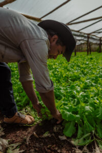 ¿Cómo puede la agricultura inteligente aumentar la productividad agrícola?