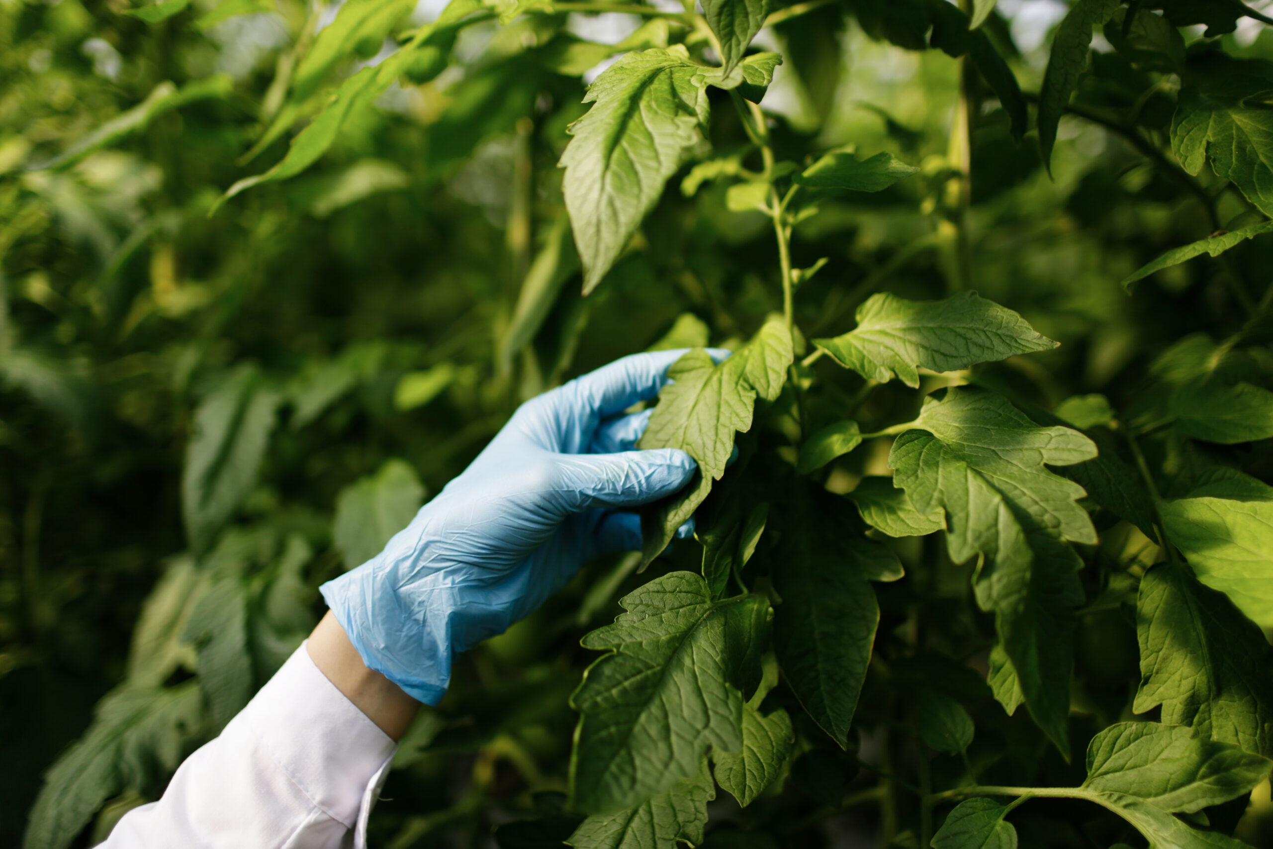 Investigador con guantes azules inspecciona hojas de cultivo en invernadero, evaluando la salud vegetal.