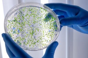 Placa de Petri con microorganismos verdes modificados genéticamente, dividida en secciones, sostenida por manos con guantes azules en un laboratorio.