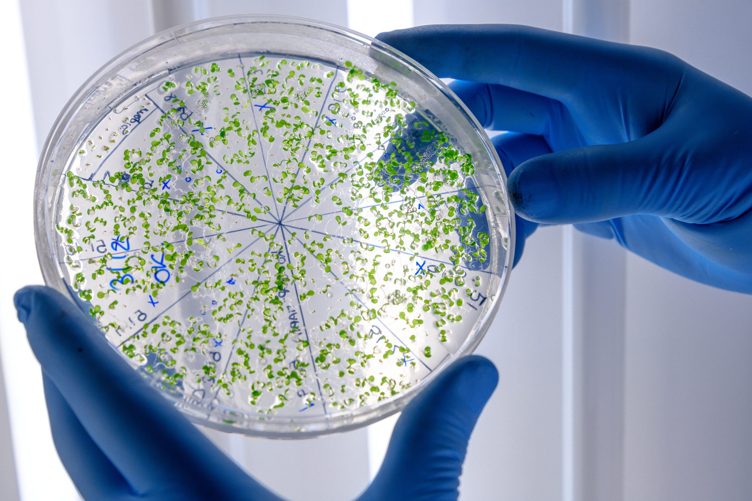 Placa de Petri con microorganismos verdes modificados genéticamente, dividida en secciones, sostenida por manos con guantes azules en un laboratorio.