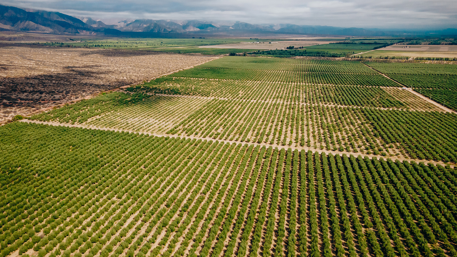 Vista aérea de un campo cultivado en hileras simétricas rodeado por zonas áridas y montañas en el horizonte.