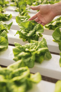 ¿Agricultura sin suelo? La hidroponía como solución al cambio climático
