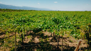 Agro Sustentable ofrece soluciones integrales para un cultivo de pepino sustentable y rentable