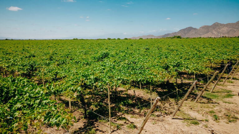Tecnología al servicio de un cultivo más sustentable: la meta de Agro Sustentable