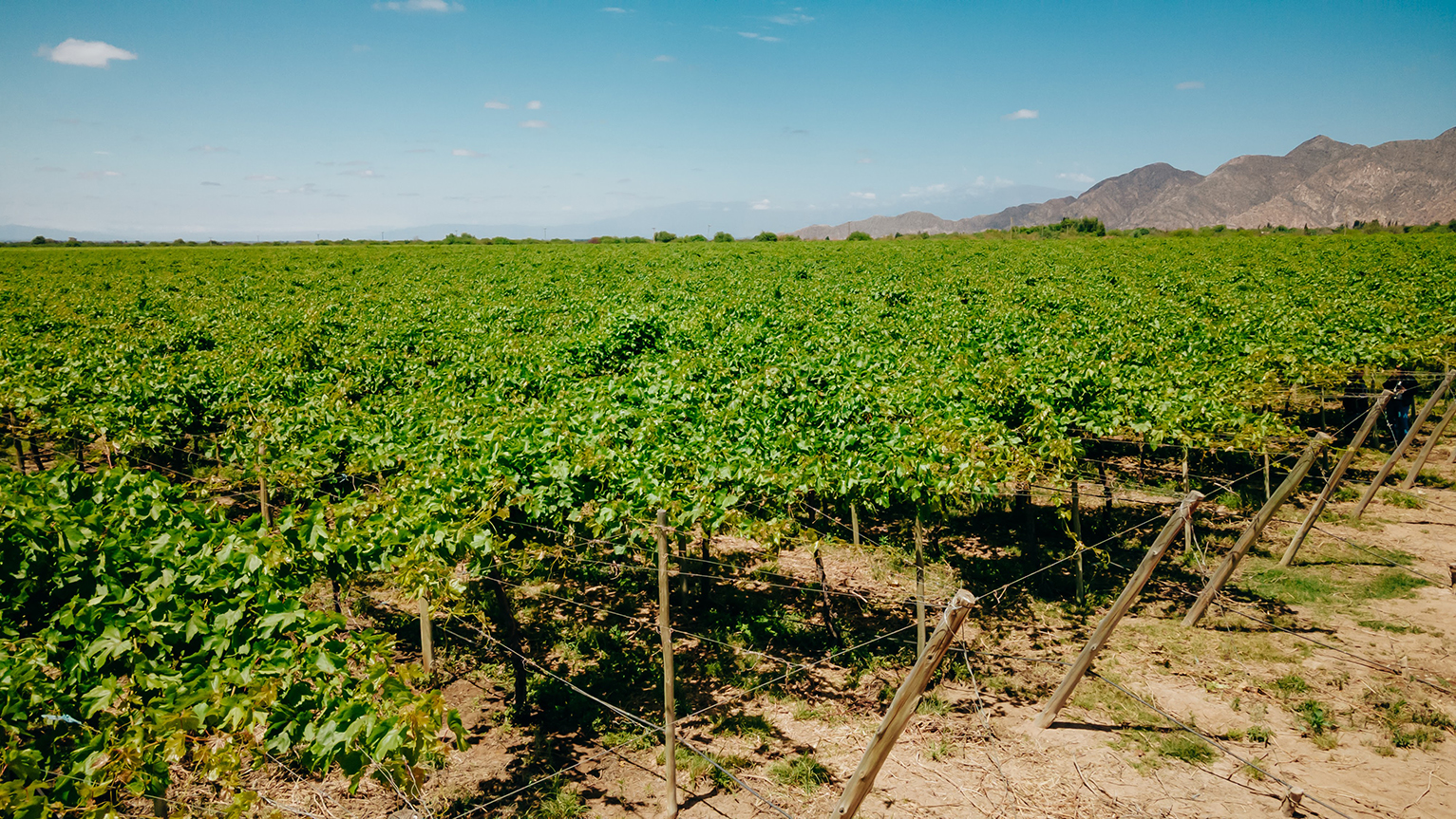 Campo extenso de cultivo de pepino en espaldera con fondo de montañas y cielo despejado.