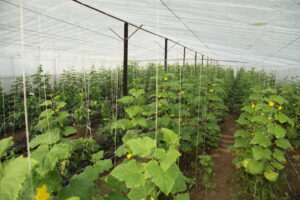 BIOFERT GTG y BIOINSECT de Agro Sustentable: sinergia para un cultivo de pepino saludable y sustentable