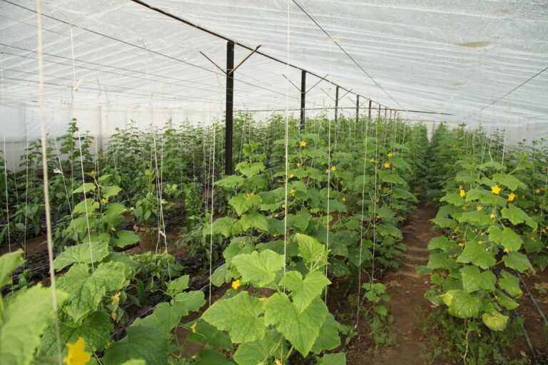 BIOFERT GTG y BIOINSECT de Agro Sustentable: sinergia para un cultivo de pepino saludable y sustentable
