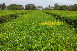 Aplicación de la Agenda 2030 en el sector agrícola