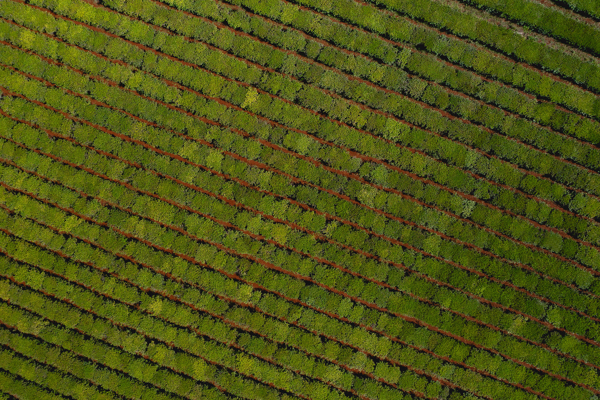 Vista aérea de un campo de cultivo con hileras verdes alineadas diagonalmente sobre suelo rojizo, ideal para monitoreo con tecnologías agrícolas de precisión.