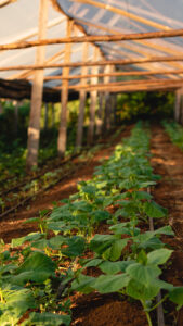 Expertos advirtieron los fenómenos mundiales que condicionan la forma de productor en América Latina