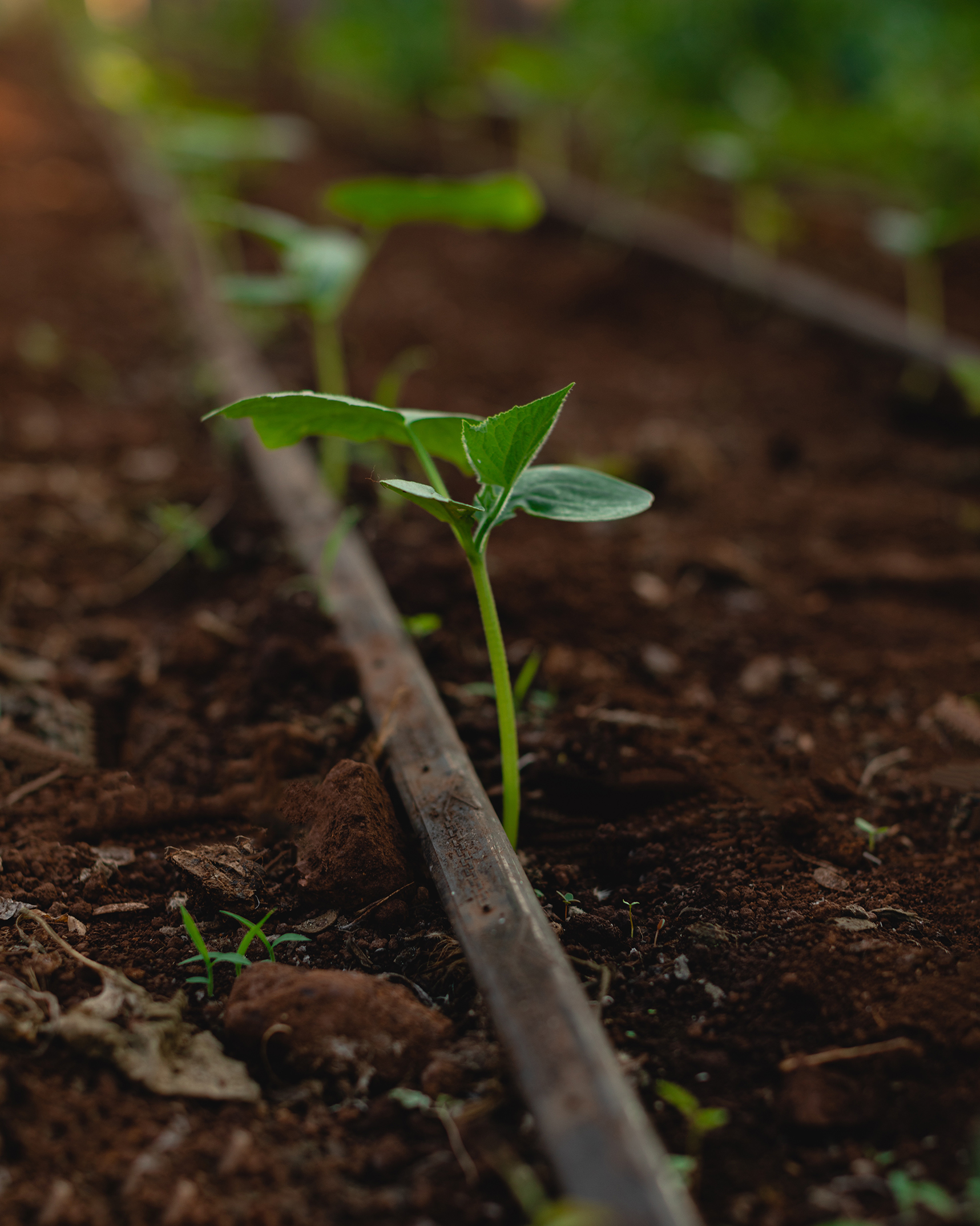 Brote joven creciendo junto a un sistema de riego por goteo sobre suelo húmedo en un cultivo cuidado con precisión.