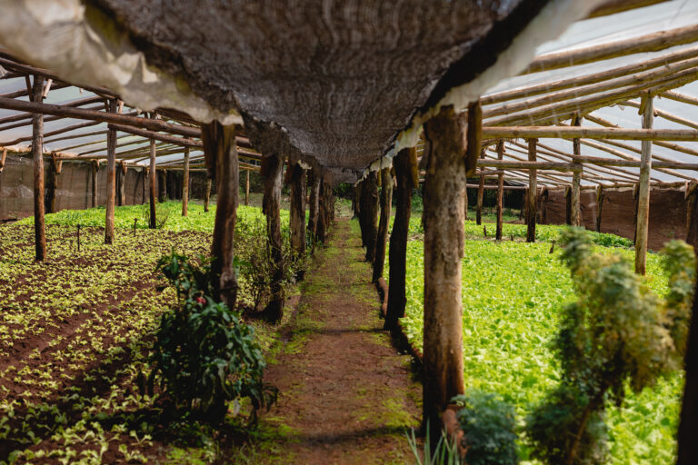Impacto de las certificaciones de Empresas B en la agricultura
