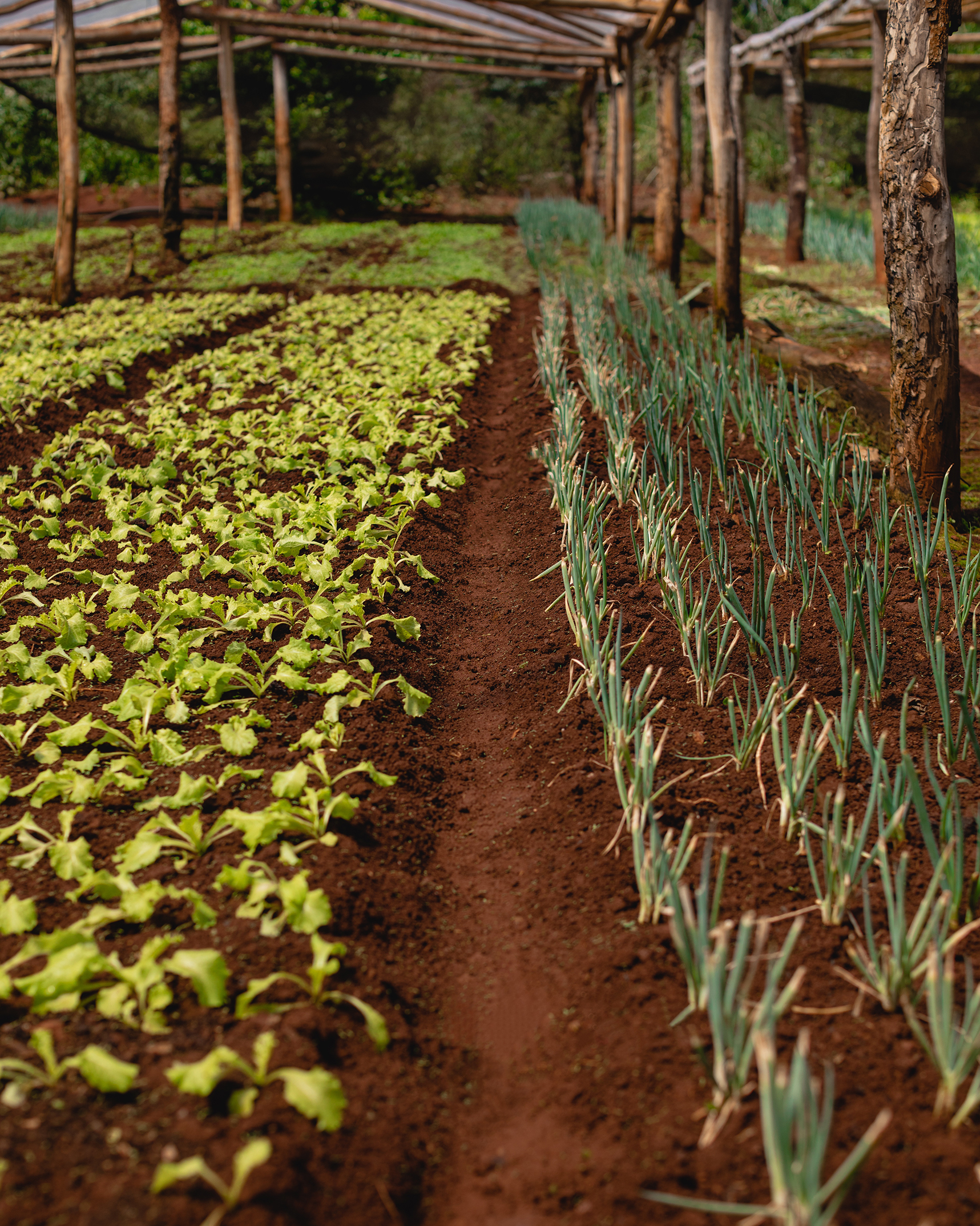 Filas de cultivos verdes en un invernadero de estructura rústica, con tierra roja característica de Misiones y cultivos organizados en hileras paralelas.
