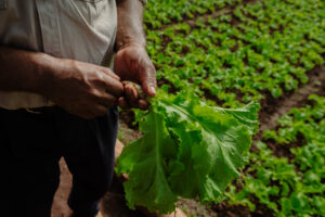 La agricultura 4.0 en Argentina: una forma de acercar al productor con el estado de su campo y de sus cultivos