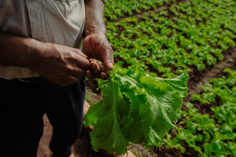 La agricultura 4.0 en Argentina: una forma de acercar al productor con el estado de su campo y de sus cultivos