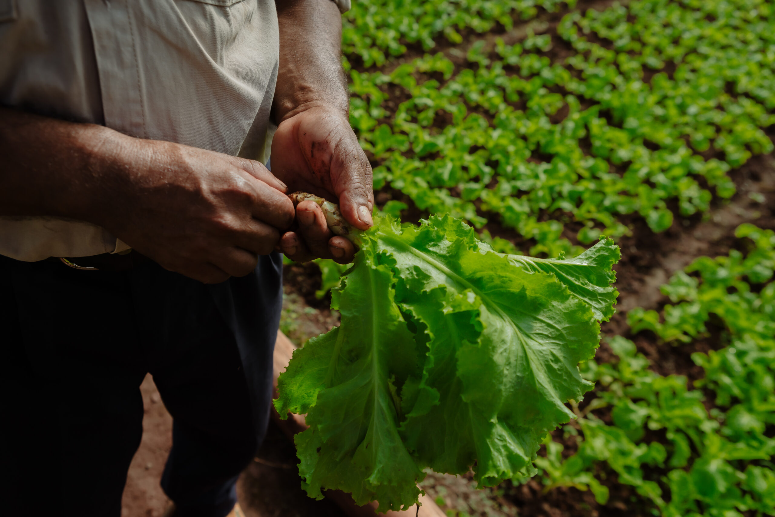 Manos de agricultor inspeccionando una hoja de lechuga fresca en un campo cultivado, representando el vínculo entre tecnología y agricultura sustentable.