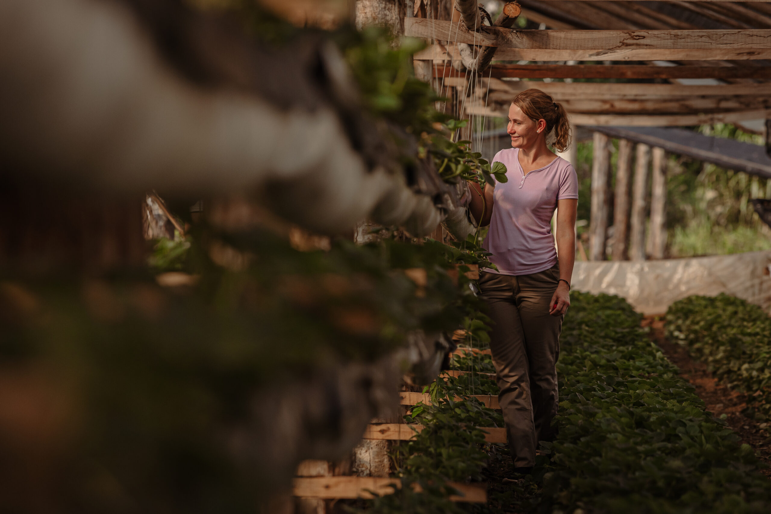 Mujer productora revisa cultivos en un invernadero de estructura rústica con sistema de cultivo vertical y vegetación frondosa.