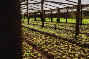 Investigadores brindaron los avances de la agricultura de precisión y cómo influye en los resultados finales de una producción
