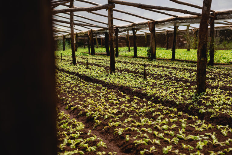 Investigadores brindaron los avances de la agricultura de precisión y cómo influye en los resultados finales de una producción