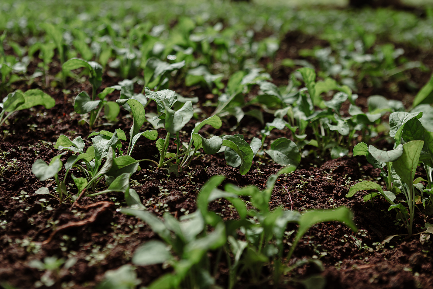 Brotes verdes en suelo fértil