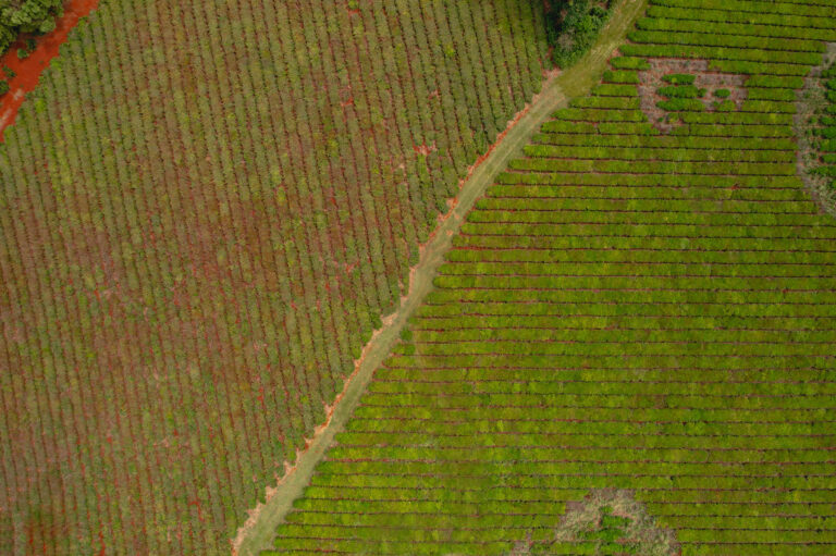 Tecnología en el campo: productores rurales la usan para tener información sobre sus campos y cultivos