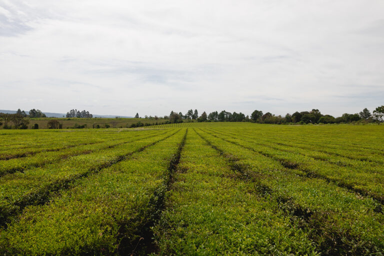 Consecuencias ambientales de las tecnologías avanzadas en el agro