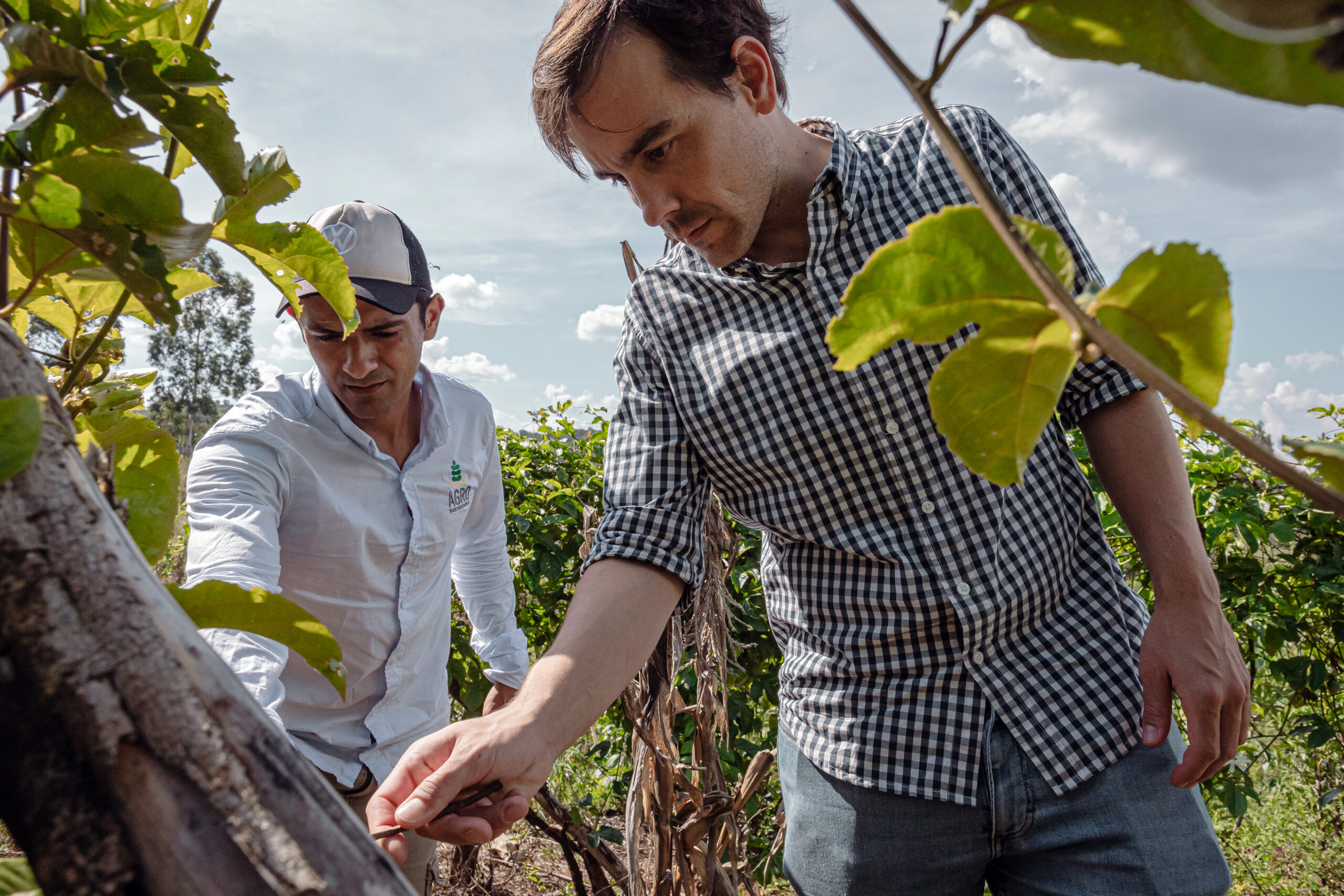 Dos ingenieros agrónomos observan de cerca un cultivo en campo abierto, evaluando prácticas agrícolas sostenibles en un viñedo.