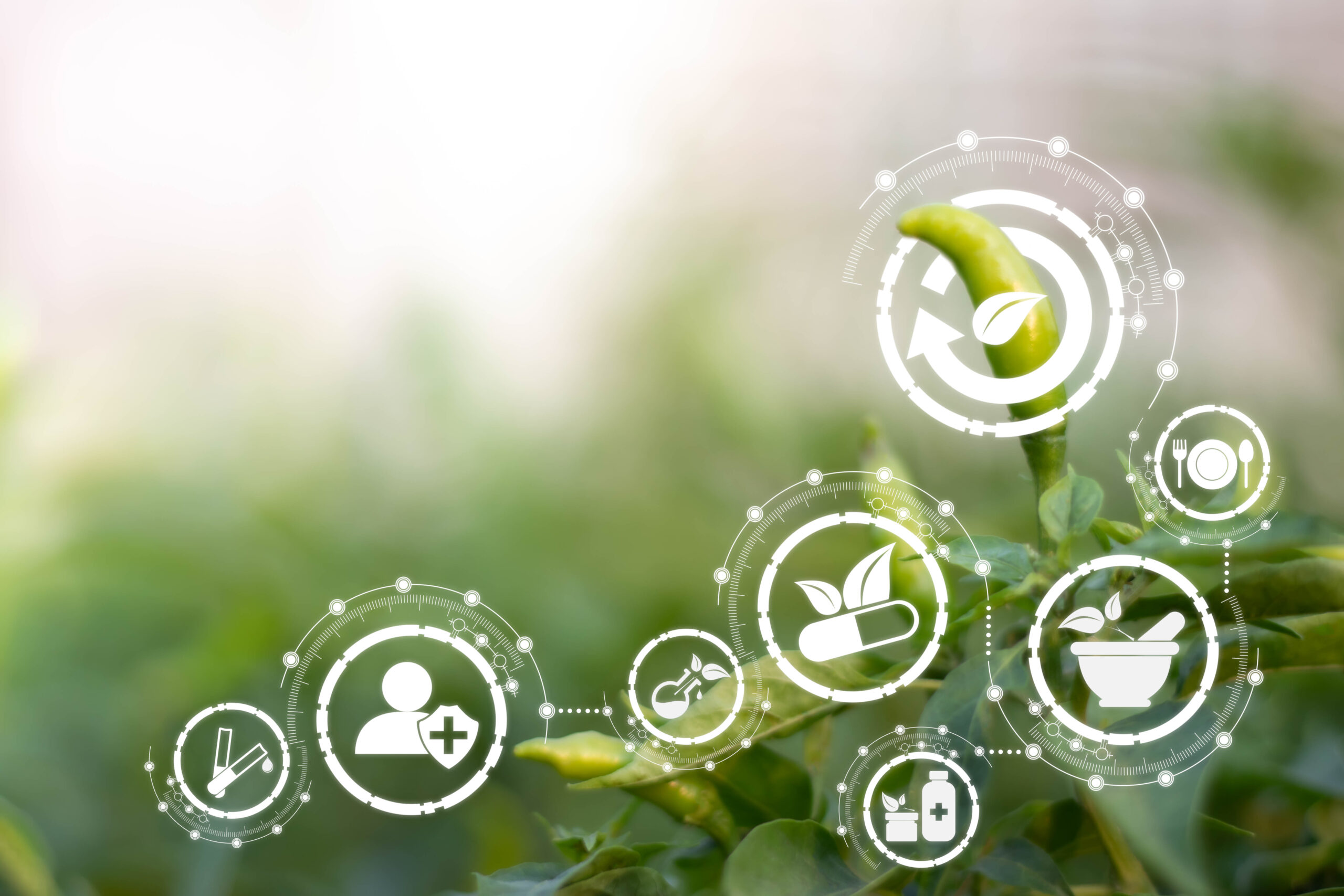 Planta joven con íconos digitales que representan salud, nutrición, sostenibilidad, comercio justo y tecnología, simbolizando certificaciones agrícolas sostenibles.