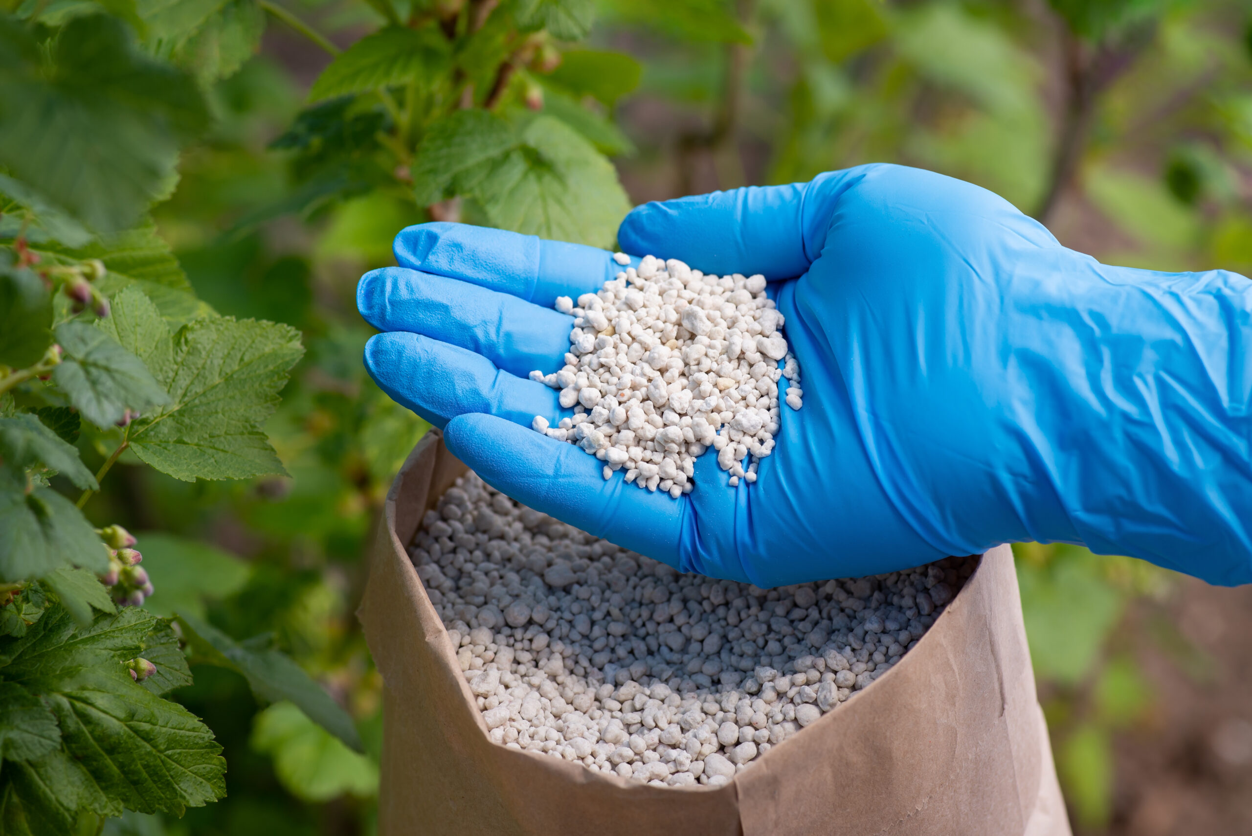 Mano con guante azul sostiene fertilizante granulado sobre una planta en crecimiento, representando el uso de fertilizantes inteligentes en agricultura sostenible.