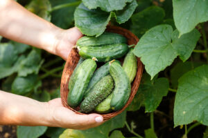 Cosecha de pepinos frescos en una canasta de mimbre sostenida por manos humanas entre plantas de cultivo orgánico.