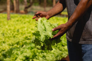 De la tierra a la mesa: la incidencia de la producción agrícola en la elaboración de los alimentos