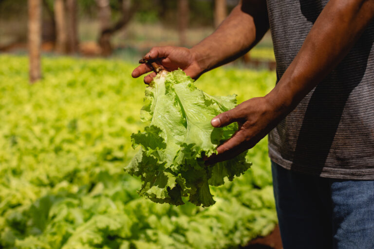 De la tierra a la mesa: la incidencia de la producción agrícola en la elaboración de los alimentos