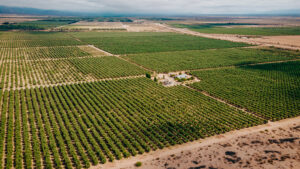 Agro Sustentable transforma la agricultura con tecnología innovadora
