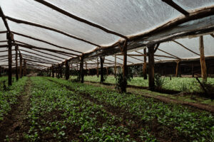 La tecnología que acompaña los procesos de producción en cultivos de pepino
