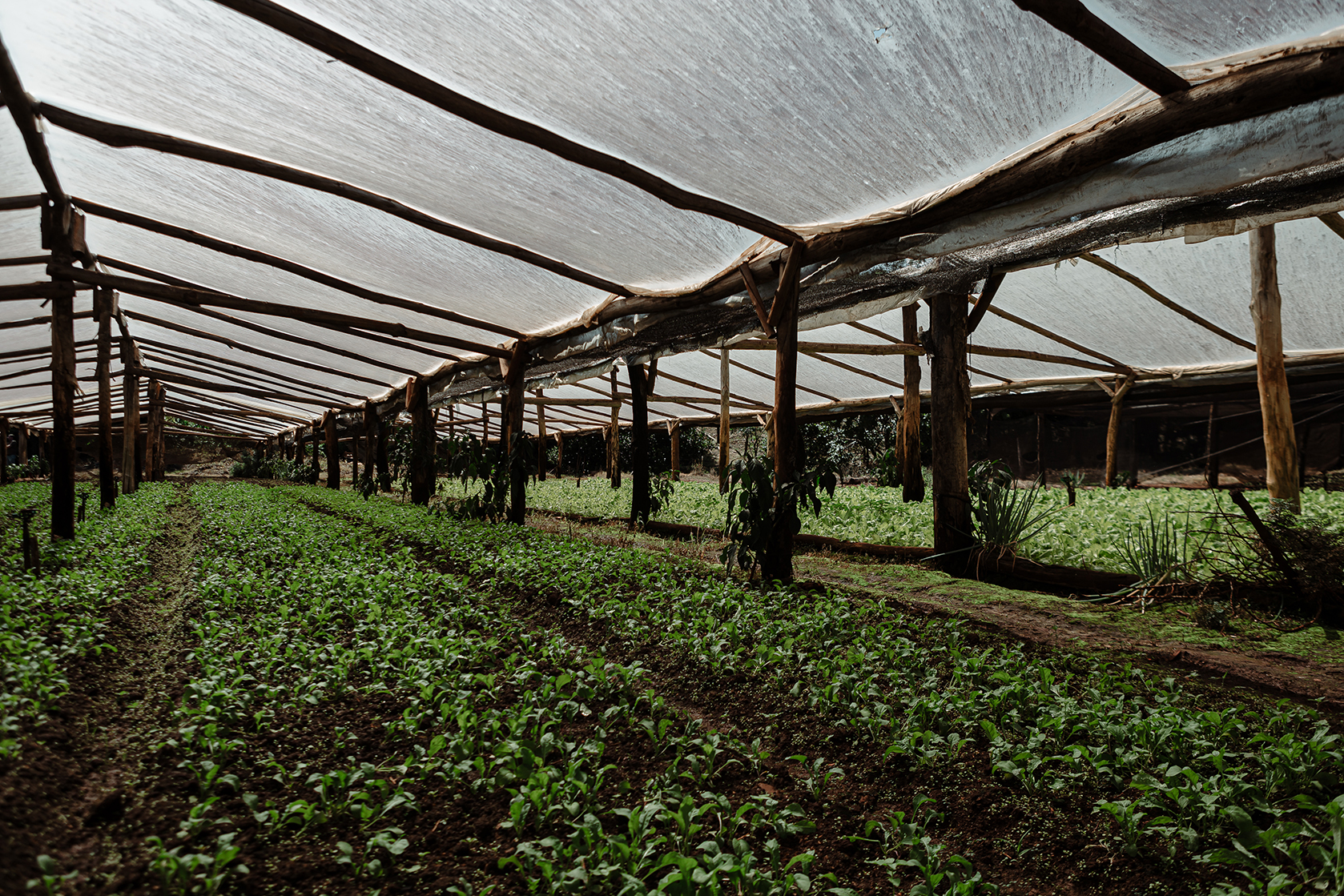 Plantación de cultivo en desarrollo bajo techo de protección con estructura de madera, en un entorno agrícola controlado.