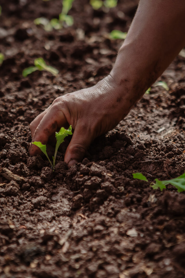 Cómo cultivar pepino sin dañar los recursos naturales: las alternativas que propone Agro Sustentable