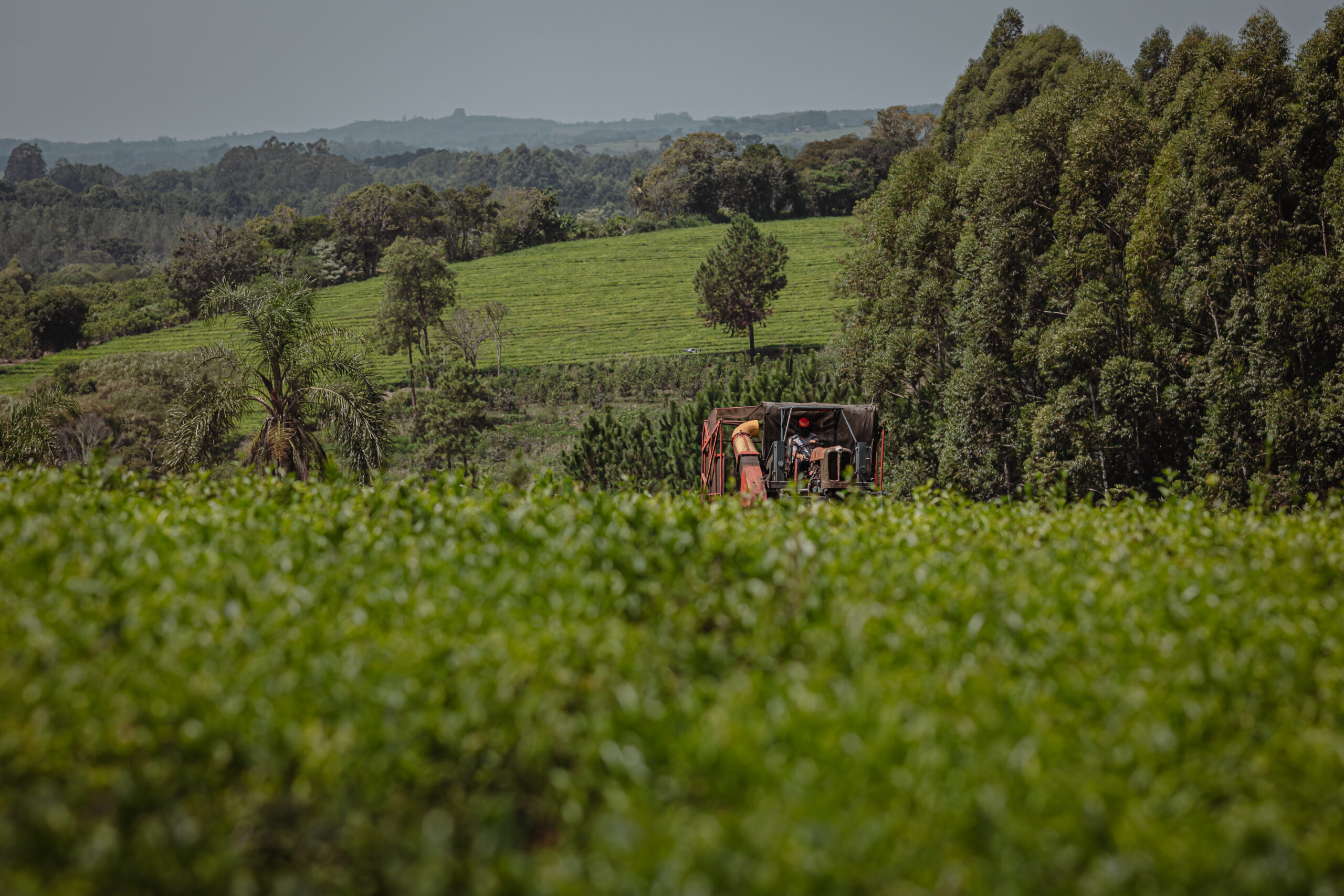 Maquinaria agrícola trabajando en un cultivo rodeado de vegetación, representando producción sustentable en un entorno natural.