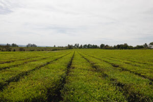 Hacia un pepino más sustentable en argentina: diagnóstico y perspectivas