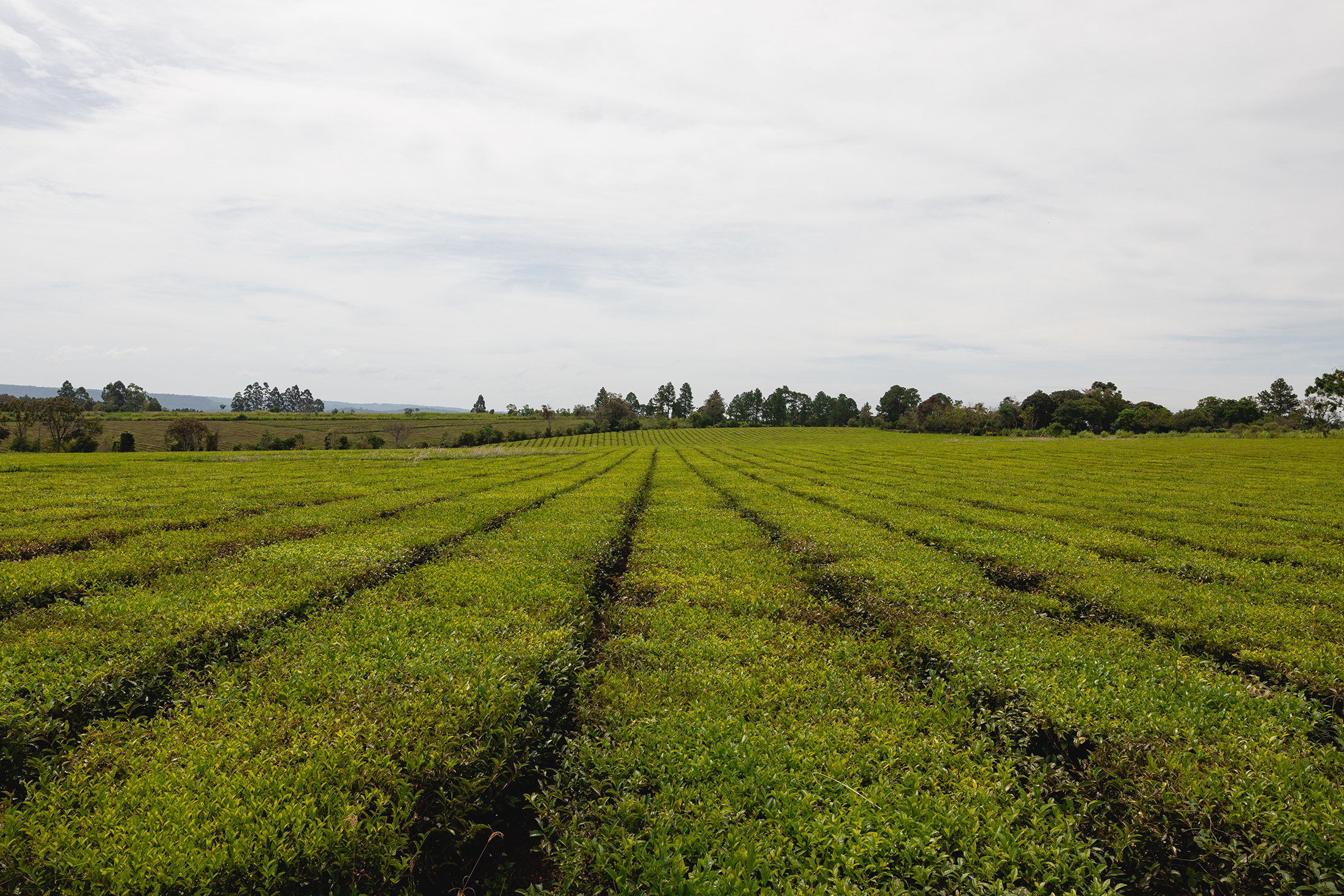 Cultivo de pepino en hileras sobre terreno verde bajo cielo nublado, con árboles al fondo.
