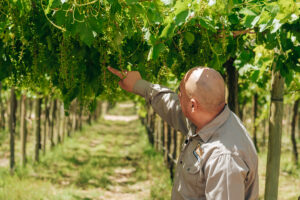 Hombre observa y señala racimos de uvas en una plantación, bajo un techo de hojas verdes en un viñedo.