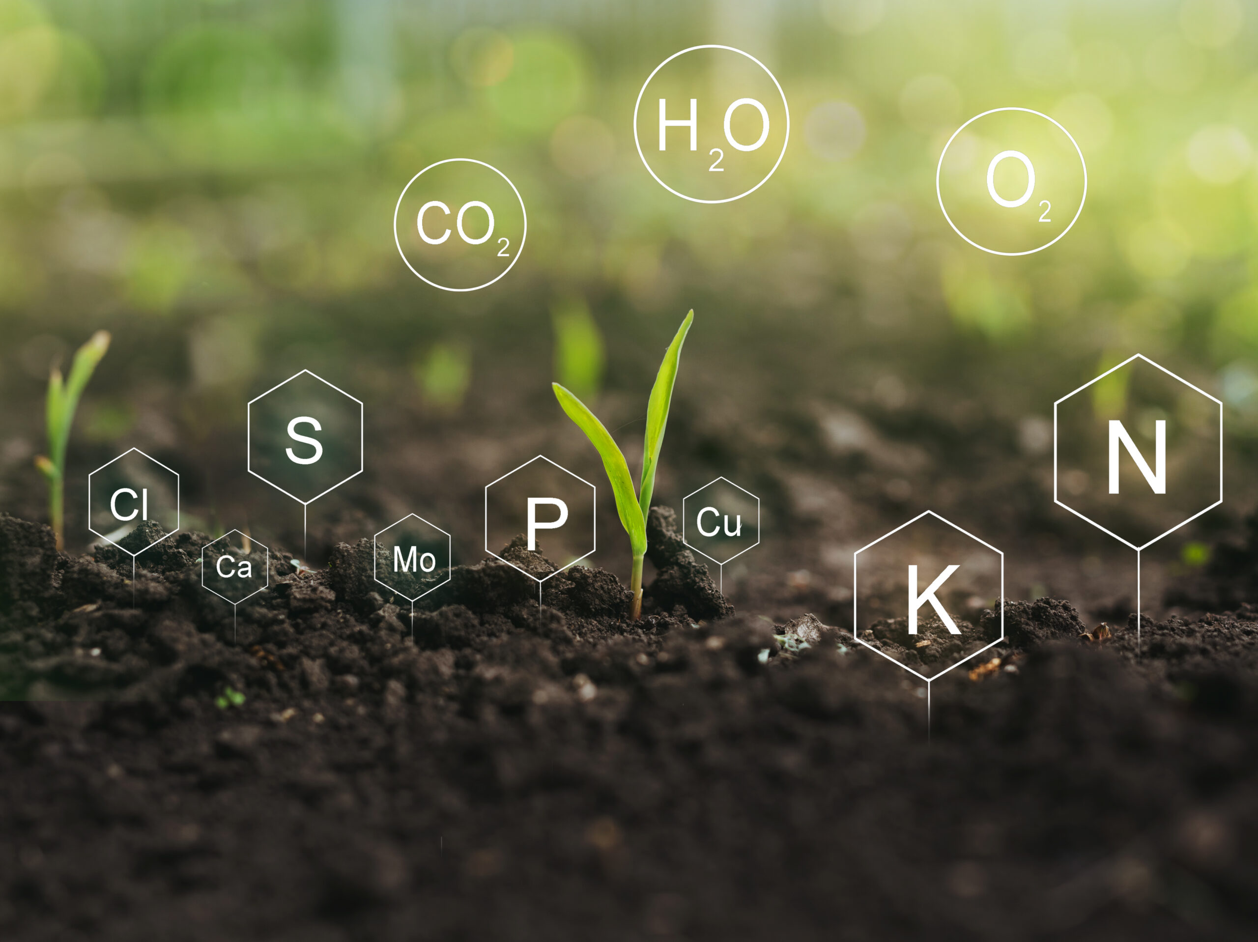 Plántulas de maíz emergiendo del suelo rodeadas de símbolos digitales de nutrientes esenciales como nitrógeno, fósforo y potasio, representando agricultura de precisión y bioinsumos.