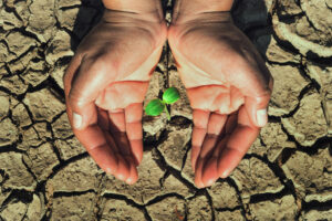 Manos humanas protegiendo un pequeño brote verde que crece sobre un suelo seco y agrietado, símbolo de esperanza en medio de la sequía.