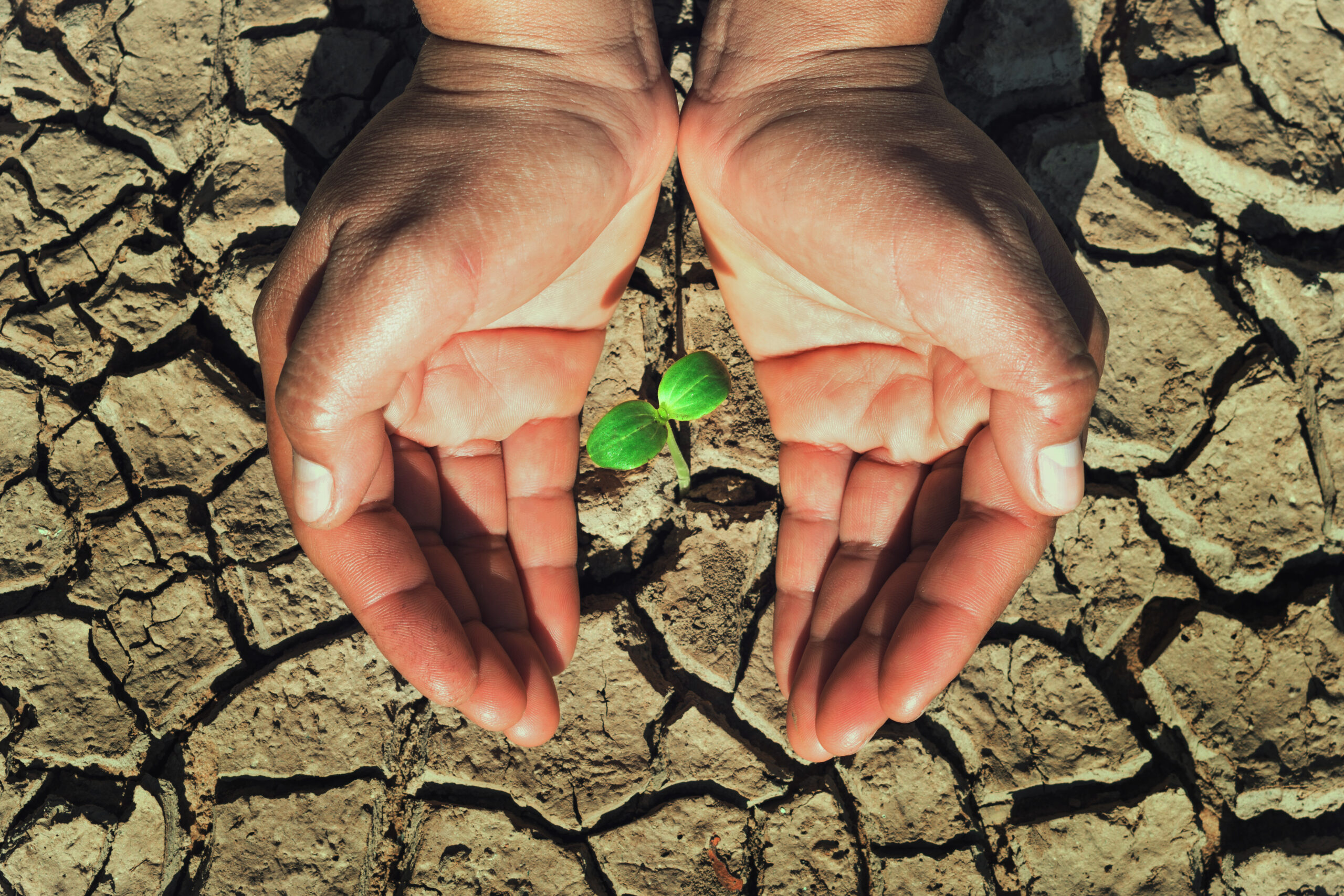 Manos humanas protegiendo un pequeño brote verde que crece sobre un suelo seco y agrietado, símbolo de esperanza en medio de la sequía.